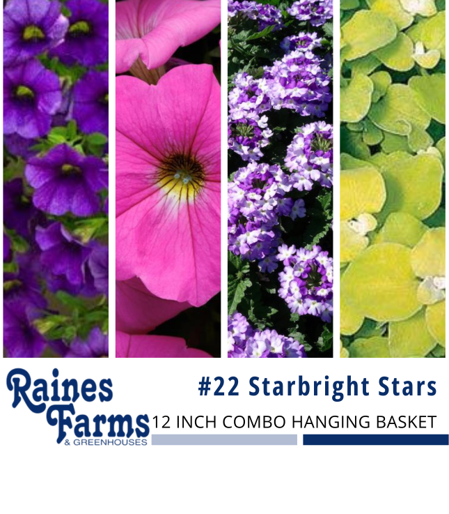 #22: Starbright Stars 12 Inch Combo Hanging Basket